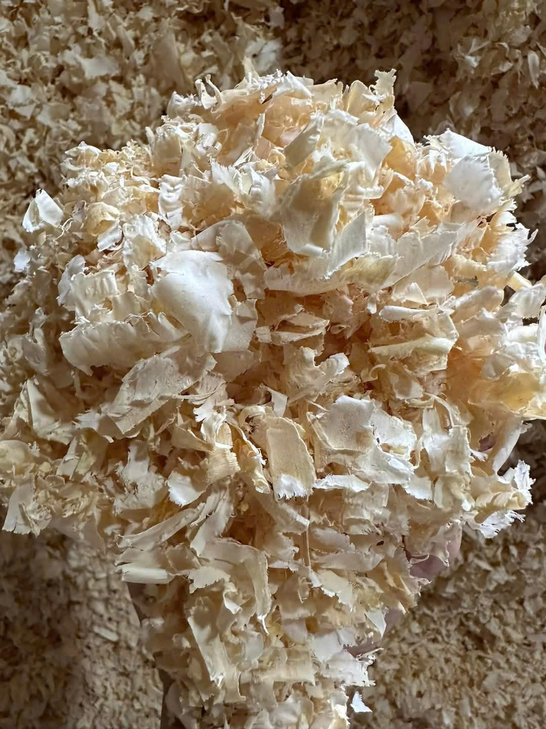 WOOD SHAVINGS